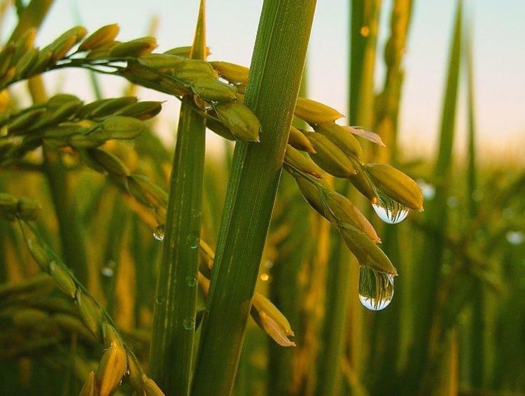 L' Espiga - Casa Rural Deltebre Εξωτερικό φωτογραφία